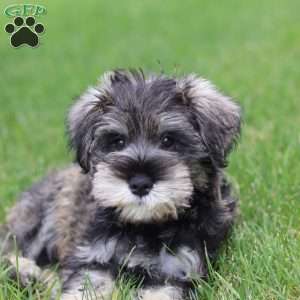 Charlie, Miniature Schnauzer Puppy